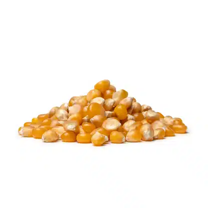 Kukuřice na popcorn